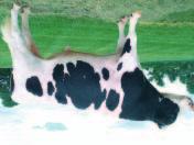 AltaTARTINI FFF 95235 JEFFREY-WAY ALTATARTINI-ET TV TL Titanic x Convincer CV x AltaFormation Reg USA 000135612558 * DOB07/20/2004 RHA 100% aaa 432156 DMS 246 Kappa Casein AB