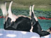 01% +0 Pauna Daughter Fertility -0.9 Rasva +.11%+24 Pauna Soluluku 2.78 CHEESE MERIT $+220 NM$ +194 PL +1.2 ALTA HEALTH +1.50 71% Arv.