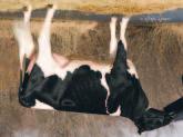 6% 67% Arv.varmuus 0 Havaintoa 0 Tyttäriä MR ATLEES ALTAAMAZING-ET TV Braedale Goldwyn TV TL GM Emä MD-Delight Durham Atlee-ET EX-92 DOM 3-11 2x 365d 38,290m 5.