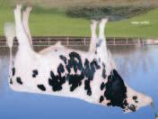 AltaARMSTEAD FFF 94907 VG-87 DIAMOND-OAK ARMSTEAD-ET TV TL Blitz x Rudolph x Mascot 511 Reg USA 000132967734 * DOB04/19/2002 RHA 100% aaa 342561 DMS 234,246 Kappa Casein AA Tasapainoinen