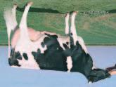04%+11 Pauna Daughter Fertility -0.2 Rasva +.04%+38 Pauna Soluluku 2.92 CHEESE MERIT $+279 NM$ +317 PL +2.4 ALTA HEALTH +1.82 87% Arv.