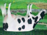 29 Lyhyet Steenblik Armstead No 6558 Steenblik Dairy; Pewamo - MI Jon-De Armstead No 7613 Jon-De Dairy: Baldwin - WI Poikimavaikeus nä 8% 99% Arv.