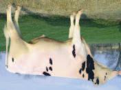 AltaEXACTER F 95474 MOUNTFIELD ALTAEXACTER TV TL AltaBaxter x Shottle x AltaAaron Reg USA 000065689792 * DOB03/13/2008 RHA 100% aaa 234 DMS 234,123 Kappa Casein AB Genomitestattu Loistava tuotos