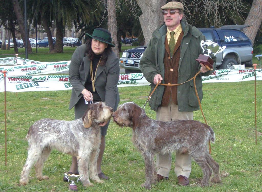 SPINONE (SPINONE ITALIANO) Alkuperämaa: Italia Kuva Club Spinone Italiano Laatinut Raimo Louhio, Saksanseisojakerho ry.