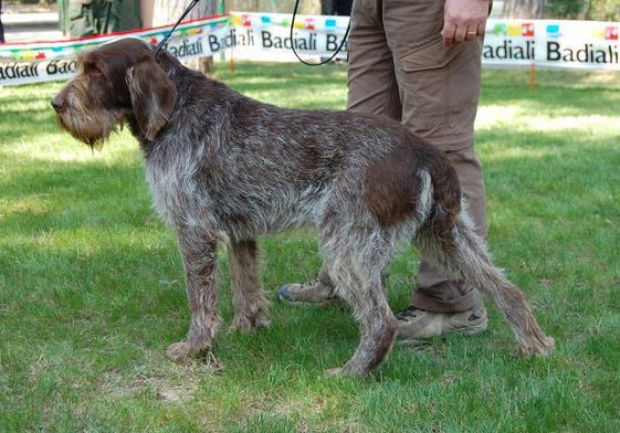 Kuva Club Spinone Italiano Kuva Club Spinone Italiano TÄRKEITÄ MITTASUHTEITA: Rakenteeltaan jokseenkin neliömäinen, rungon pituus on yhtä suuri kuin säkäkorkeus tai 1 2 cm