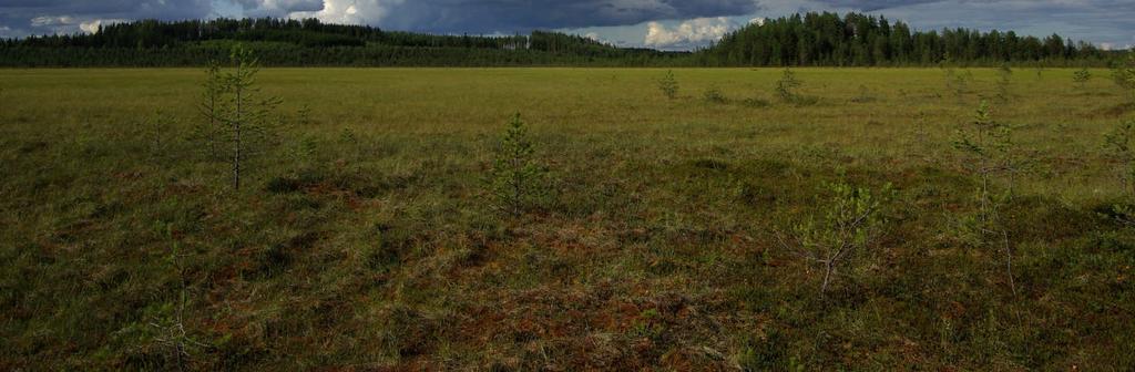 2014 Juha Juuti Ote raportista koskien Ruokolahden Eräjärvi Kemppilä