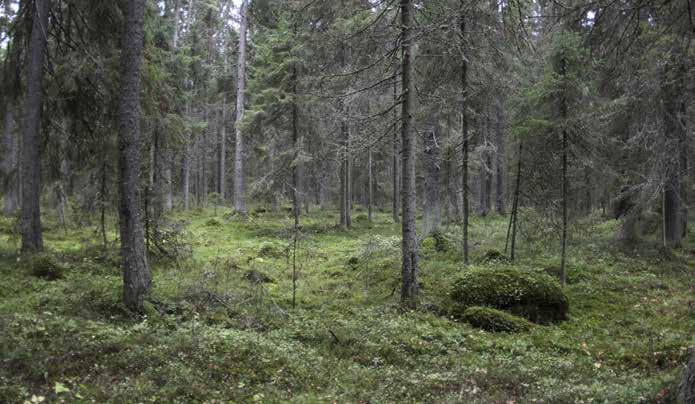 Aluskasvillisuudessa vallitsevina ovat mustikka, kevätpiippo ja puolukka.