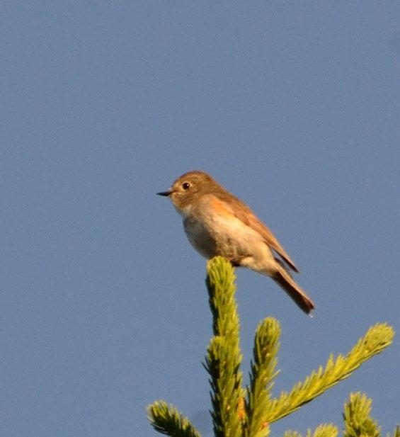 Siipirikko 1/2017 Sinipyrstö Tarsiger cyanurus Sinipyrstön esiintymishistoriaa on käsitelty Siipirikon aiemmissa ARK- ja uhanalaiskatsauksissa.