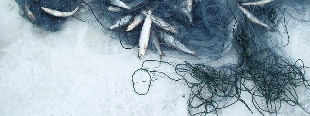 Kuhan sukukypsyyskokoa on tutkittu verkkopyynnein syksyn 2005 aikana. Hiidenvedellä on vahva kuhakanta, mutta paineita verkon silmäkoon kasvattamiseen on olemassa petokalakantojen voimistamiseksi.