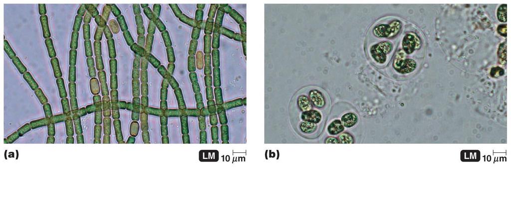 Cyanobacteria (The Oxygenic Photosynthetic Bacteria) Carry out oxygenic photosynthesis Many contain heterocysts that can fix nitrogen Gas vesicles that provide buoyancy Unicellular or filamentous