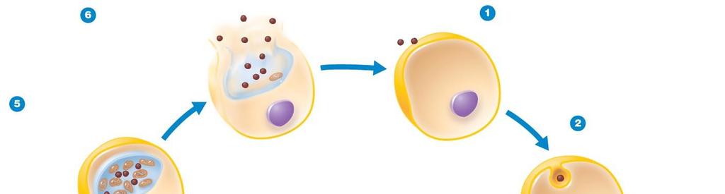 Figure 11.15a Chlamydias. The elementary bodies are released from the host cell.