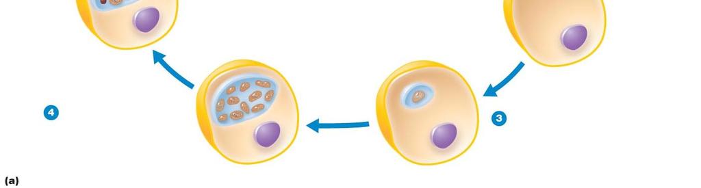 Host cell Nucleus The host cell phagocytizes the elementary body, housing it in a vacuole.