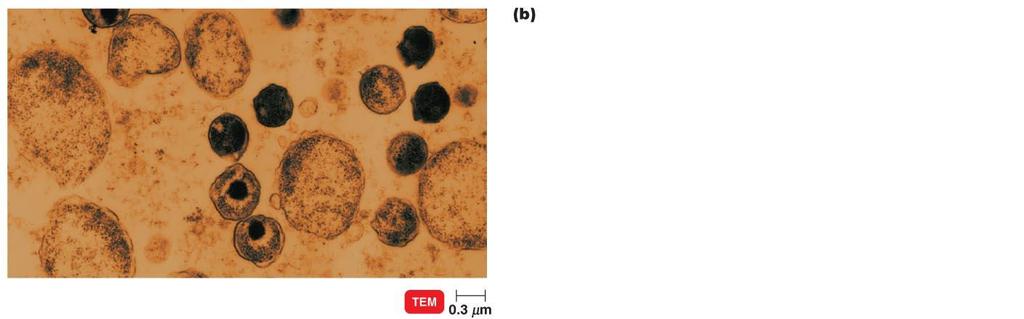 The elementary body reorganizes to form a reticulate body. Life cycle of the chlamydias, which takes about 48 hours to complete Figure 11.15b Chlamydias.