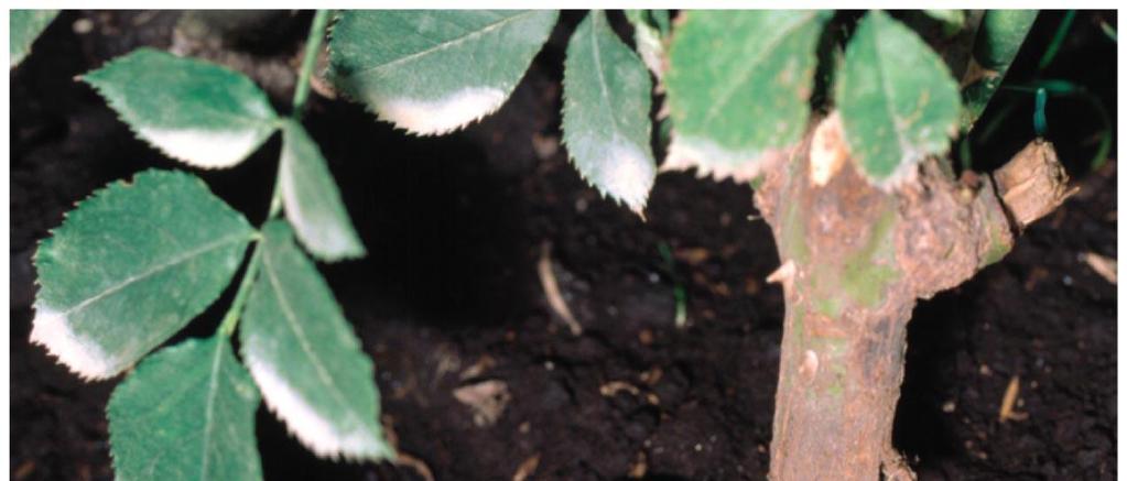 Figure 9.19 Crown gall disease on a rose plant.