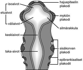 Näkö-, kuulo- ja hajuelinten aistivat osat kehittyvät pään alueen ektodermaalisista plakodeista Tuntoaistinradat selkäytimen sensorista (takajuuri) hermotusta, tuntoaistia välittäviä hermopäätteitä