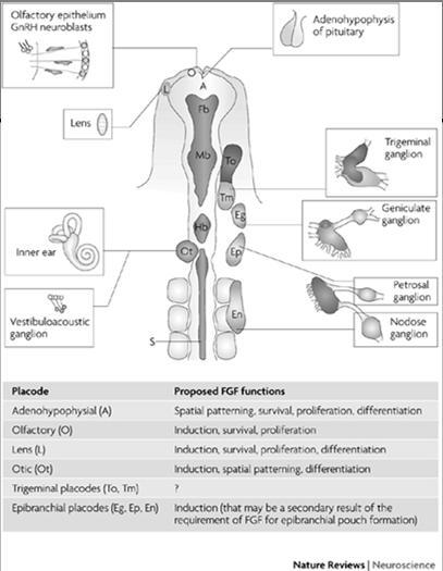 kuroutumat) Aistinelinten aiheet Hajuepiteelin plakodi Mykiön plakodi Sisäkorvan plakodi (Adenohypofyseaalinen plakodi) Epibrankiaaliset plakodit dorsaalisesti kiduskaarien taskuissa olevat