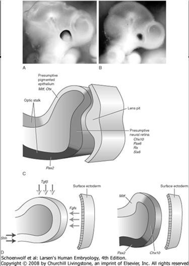 PAX6) vaikutuksesta Pintaektodermin ja väliaivojen