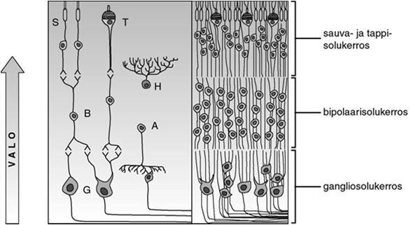 Näköhermoristi ja aistinrata aivoihin Valoaistia aivoihin välittävät näköhermon aksonit ja