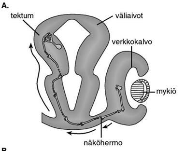 nimenomaan nenänpuoleisista aksoneista.