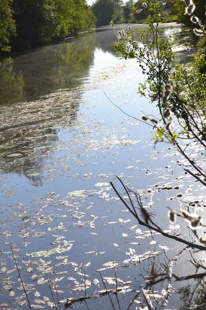 JÄRVEN PINNALLA JA VEDESSÄ HAVAITTAVIA ESIINTYMIEN TYYPILLISIÄ AJANKOHTIA Syksy Loppukesä Keskikesä Alkukesä Kevät Piileväkukinta Puiden siitepöly Sinileväkukinta Ruostesienen itiöpöly Uposkasvit ja