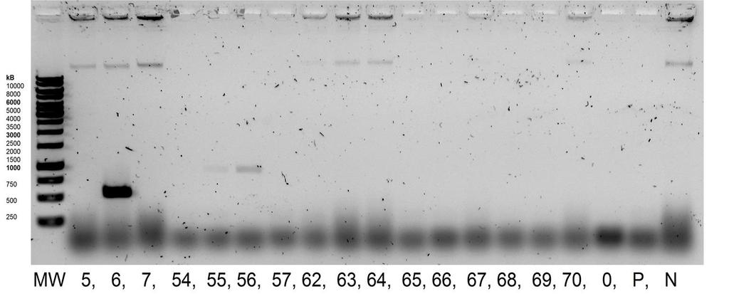 KUVA 6. Pesäke-PCR menetelmä XL1-Blue -kloonien seulonnassa Klooneista 6,55 ja 56 kasvatetuista kasvustoista eristettyjen plasmidi-liuosten pitoisuudet mitattiin. Tulokset ovat taulukossa 11.
