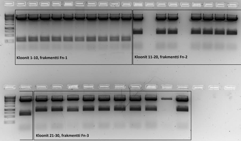 KUVA 7. Pesäke-PCR T7-Express -kloonien seulonnassa Zero Blunt ligaatiossa liitettiin käsittelemättömät fibronektiinin geenialueiden PCR- tuotteet sekvensointivektoriin Zero Blunt.