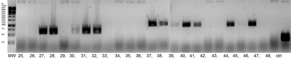 Valituista kymmenestä kloonista fragmenttia kohti tehdyn testidigestion tuotteista ajetulta agaroosigeeliltä nähdään kuvasta 8, että kaikki kloonit sisälsivät fragmentin.