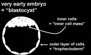 Erilaistumiskyky kuitenkin vaihtelee kantasolun alkuperän mukaan ja vain alkion kantasolut ovat kaikkikykyisiä.