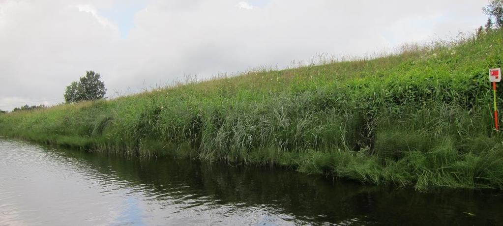 Järvikortteen esiintyminen painottui osa-alueille 1 ja 3 vuoden 2016 kartoituksessa (kuvat 9 ja 10). Tilanne on ollut samansuuntainen myös vuosien 2009 ja 2012 kartoituksissa.