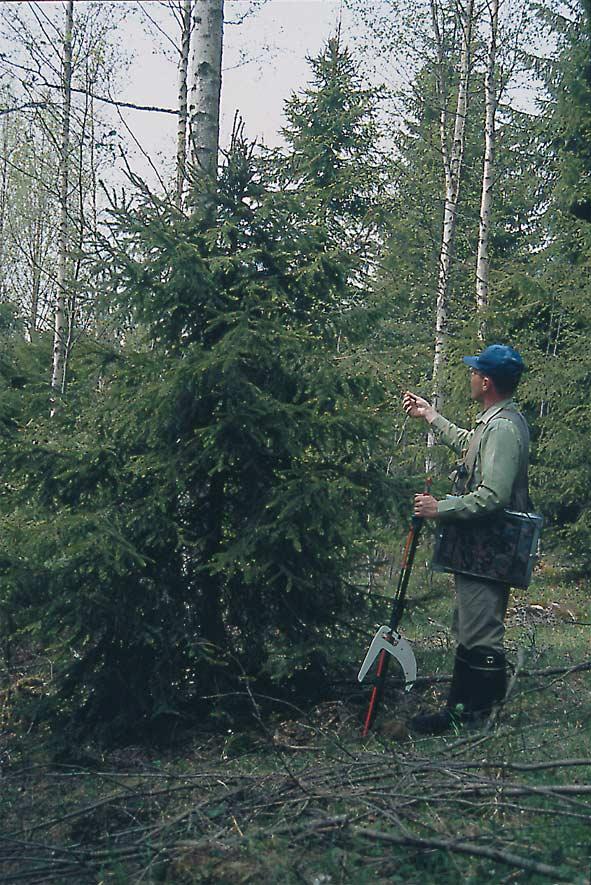 Metsätieteen aikakauskirja 3/1999 Tieteen tori kossa on kuitenkin yleensä aina myös täysin normaalisti kasvaneita puita. Tuhot ovat keskittyneet viljaville ja hienojakoisille maille.