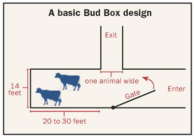 Bud Box -konsepti