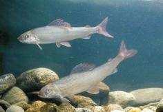 Viljelyssä olevat kalalajit ja -kannat Emokalaparvet perustetaan 3-5 vuoden välein a) Luonnon emokalapyyntien mädistä ja maidista Tavoitteena 25-50-100 kutuparia b) Luonnon joki- tai