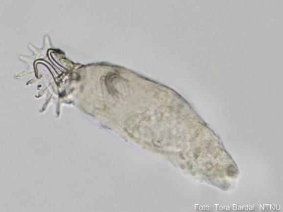 Gyrodactylus salaris Erittäin vaarallinen tyynenmeren lohille Itämeren lohet kestää, niillä on riittävän hyvä vastutuskyky tätä loista vastaan Kalastusvälineet aina desinfioitava kun siirrytään Tenon