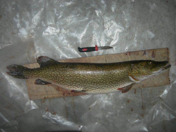 Haukimato Triaenophorus crassus ja T. nodulosus T. crassus siian ja muikulla lihaksessa vapaana T.