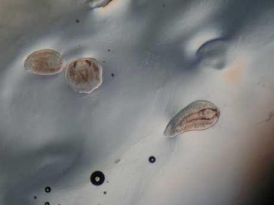 Diplostomum Imumato Särkikalojen silmässä, aiheuttaa loiskaihia Sokeat kalat uivat veden pinnassa, jolloin lokkien on