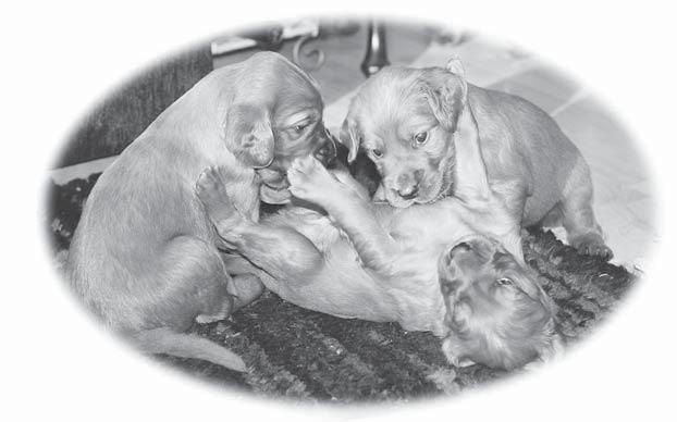 P ENTUEPALSTA GORDONINSETTERI- PENTUEET Astutettuja: Kennel Puronperän, Puronperän Oodi / Robin s Kjell Emä: Puronperän Oodi Koe: -, Näyttely: EH, HD: B/A Isä: Robin s Kjell Koe: Kansainvälinen