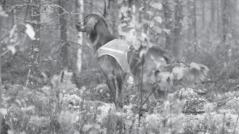 K 2011 OEKALENTERI METSÄKOKEET ELOKUU Pe 26.8 AVO, NUO + noutokoe Kajaani Järjestäjä KKK-HHS Englanninsetterijaos Ylituomari (pt) Pekka Mäenpää. Ilmoittautumiset 7.