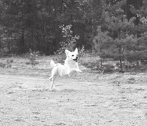 Bri, australianpaimenkoira 17.39 6. Laku, portugalinpodengo 17.74 7. Lila, portugalinpodengo 18.01 Maxit & jätit 1.