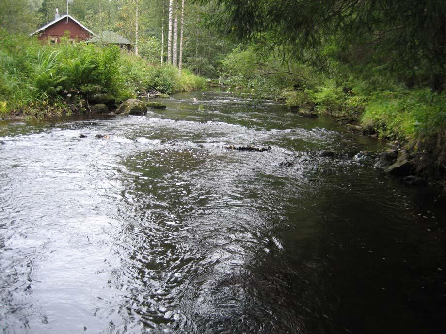 Kuva 2. Koskelan sähkökalastuskoeala (ap). 3 TULOKSET Tarkkailualueen yläpuoliselta koealalta (liite 1) tavattiin neljä kalalajia; ahven, harjus, kivisimppu ja taimen (kuva 3).