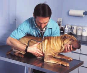Leikkauttamisen ajankohta valitaan sen mukaan, miksi koira leikataan.