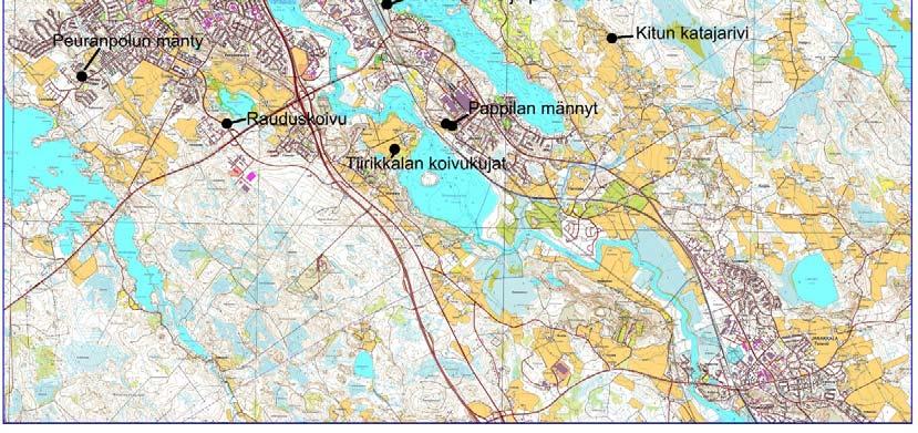 Kuuluisin Hämeenlinnan rauhoitetuista luonnonmuistomerkeistä on Suomen paksuin petäjä, jolla on ikää noin 400 vuotta. Tämän Pikku Parolassa Kiltin tilalla sijaitsevan nk.