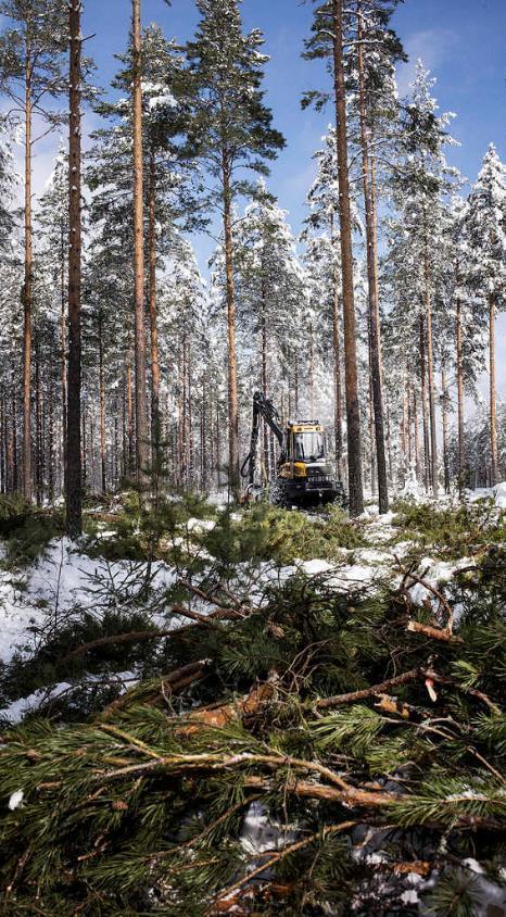 Biotuotetehtaan puunkorjuu alkaa keväällä Biotuotetehdas käyttää 6,5 milj. m³ puuta vuodessa Puunkäyttö lisääntyy noin 4 milj.