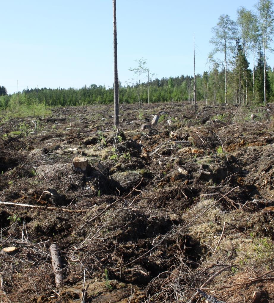 Kivisyystiedon keruu aloitettava On myös huolehdittava, että koneistutusyritykset saavat koneisiin riittävästi ammattitaitoisia istutuskoneen kuljettajia.