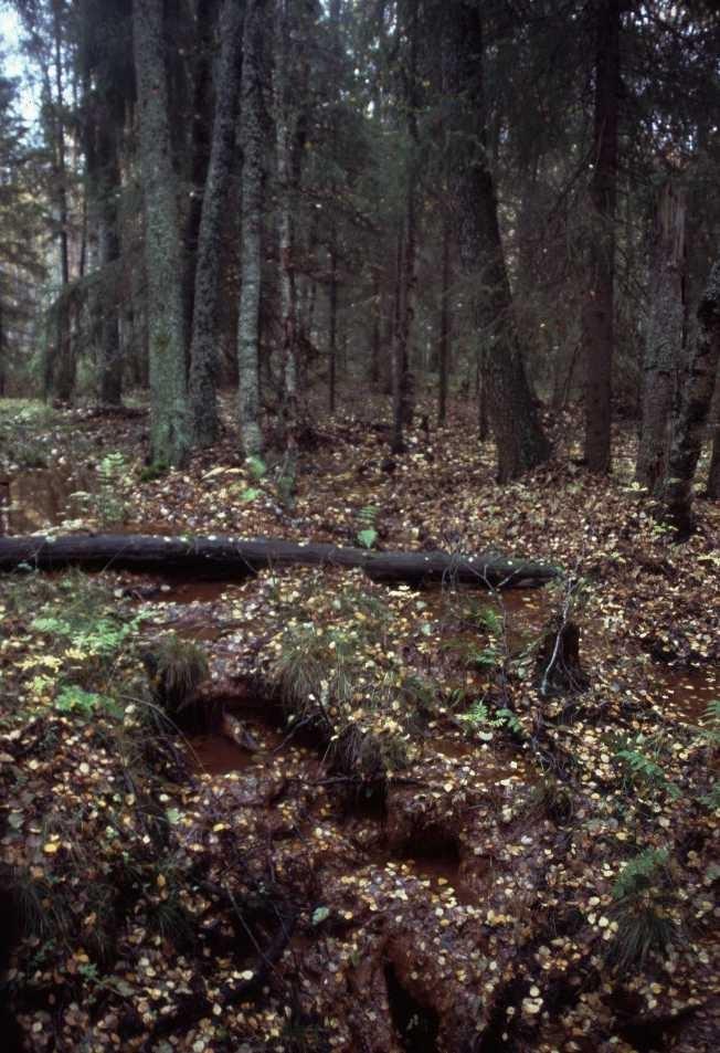 Kuusisaaressa on lähdepuro, joka kulkee osittain myös piilopurona.