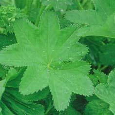 Poimulehti Daggkåpa (ruots.) Lady s mantle (engl.) Alchemilla spp. (lat.) Käytettävä kasvinosa Lehdet. Kukat ja siemenet. Nuoret lehdet maukkaimpia, pähkinämäisen mietoja ja pehmeitä.