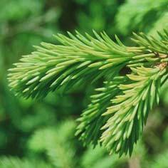 Kuusi Gran (ruots.) Norway spruce (engl.) Picea abies (lat.) Käytettävä kasvinosa Uudet vuosikasvaimet eli kuusenkerkät keväällä ja alkukesällä. Kuusenkerkkä = Granskott (ruots.