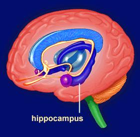 Pikkuaivot Kuuloaivokuori Hippokampus http://www.shockmd.com/2009/06/02/hippocampus-and-depression/ Muisti on kaikkialla hermostossa!