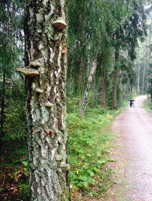 Viikkopolku Kulje sinulle mieluisa metsäpolku tai puistoreitti viikoittain?