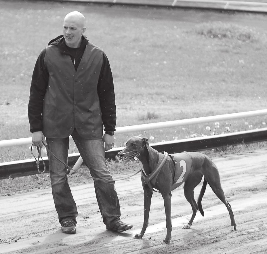 Oaksin esittelyssä katse tiukasti lähtökopille. Kuva: Erkki Ruusunen sijoittui vuonna 2012 Top Racessa sekä Finnish Greyhound Derbyssä 2. sijalle molemissa ajalla 30.96.