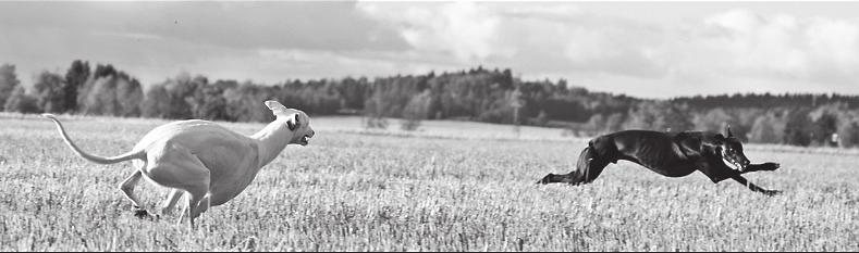 Monenlaista viheltäjää siis löytyy, kuinka sopuisaa nelijalkaisten elo on saman katon alla, kerro hieman laumanne nokkimisjärjestyksestä.